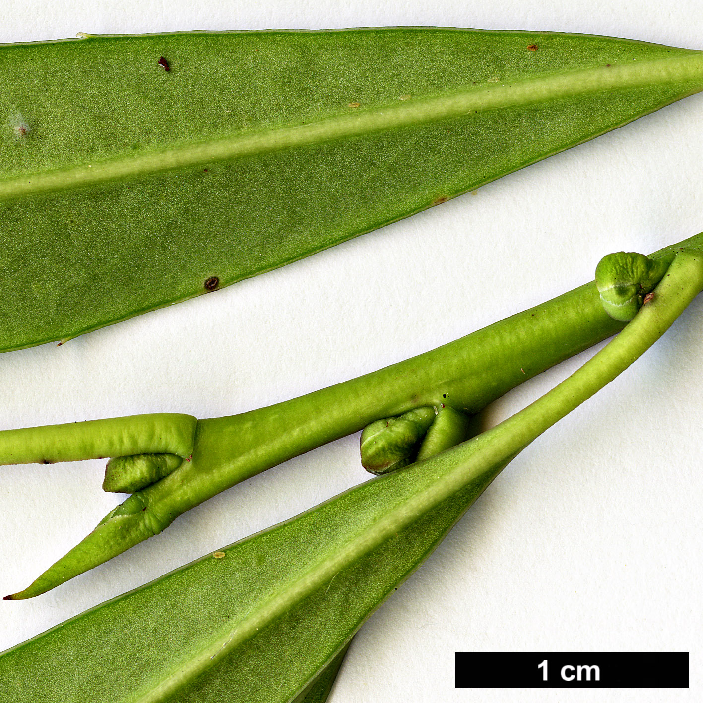 High resolution image: Family: Aquifoliaceae - Genus: Ilex - Taxon: fargesii - SpeciesSub: subsp. fargesii